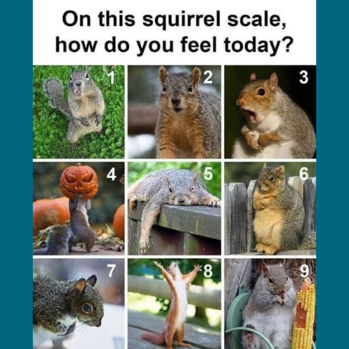 A graphic of squirrels displaying various emotions. Text reads "On this squirrel scale, how do you feel today?"