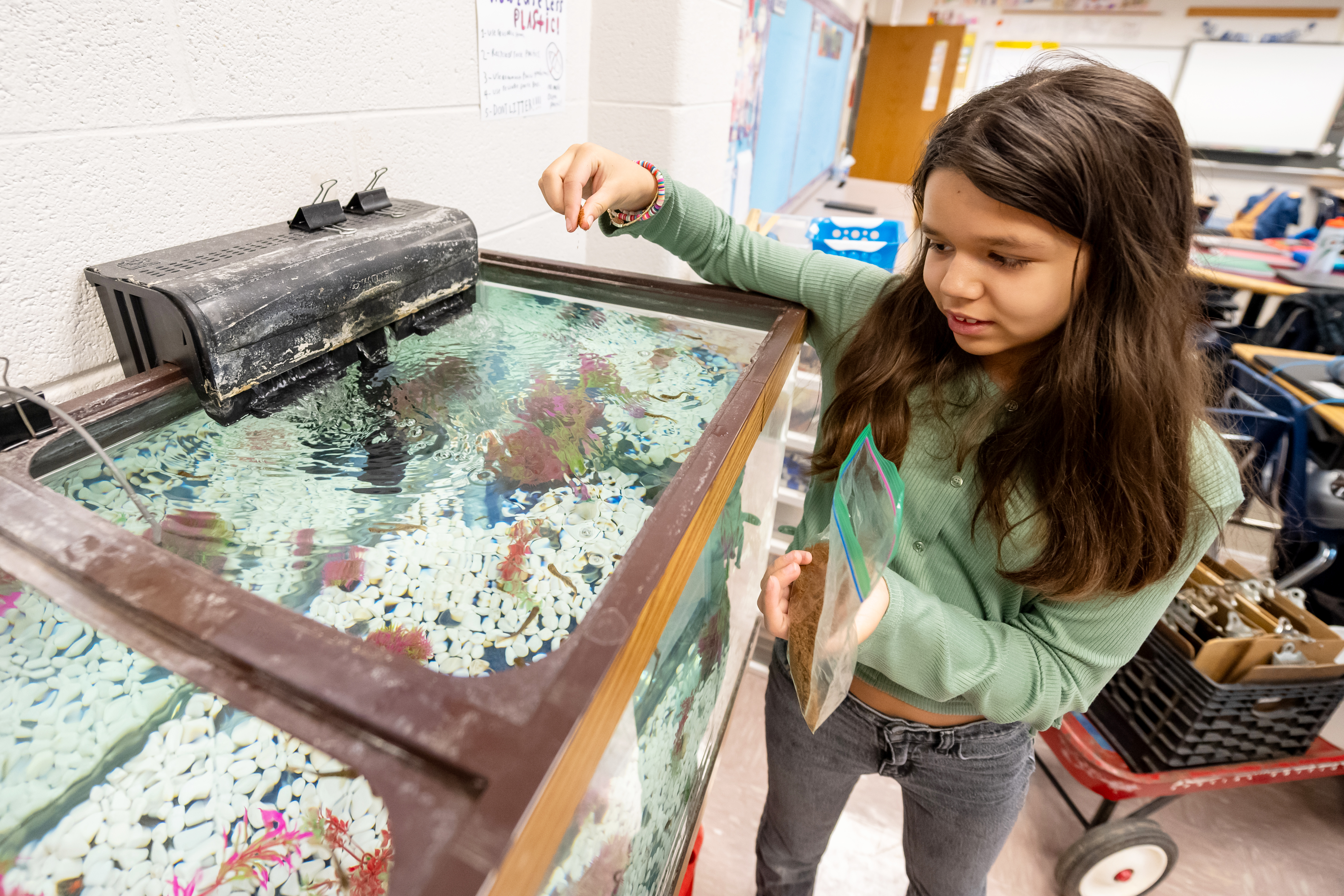 A student sprinkles fish food into the trout tank.