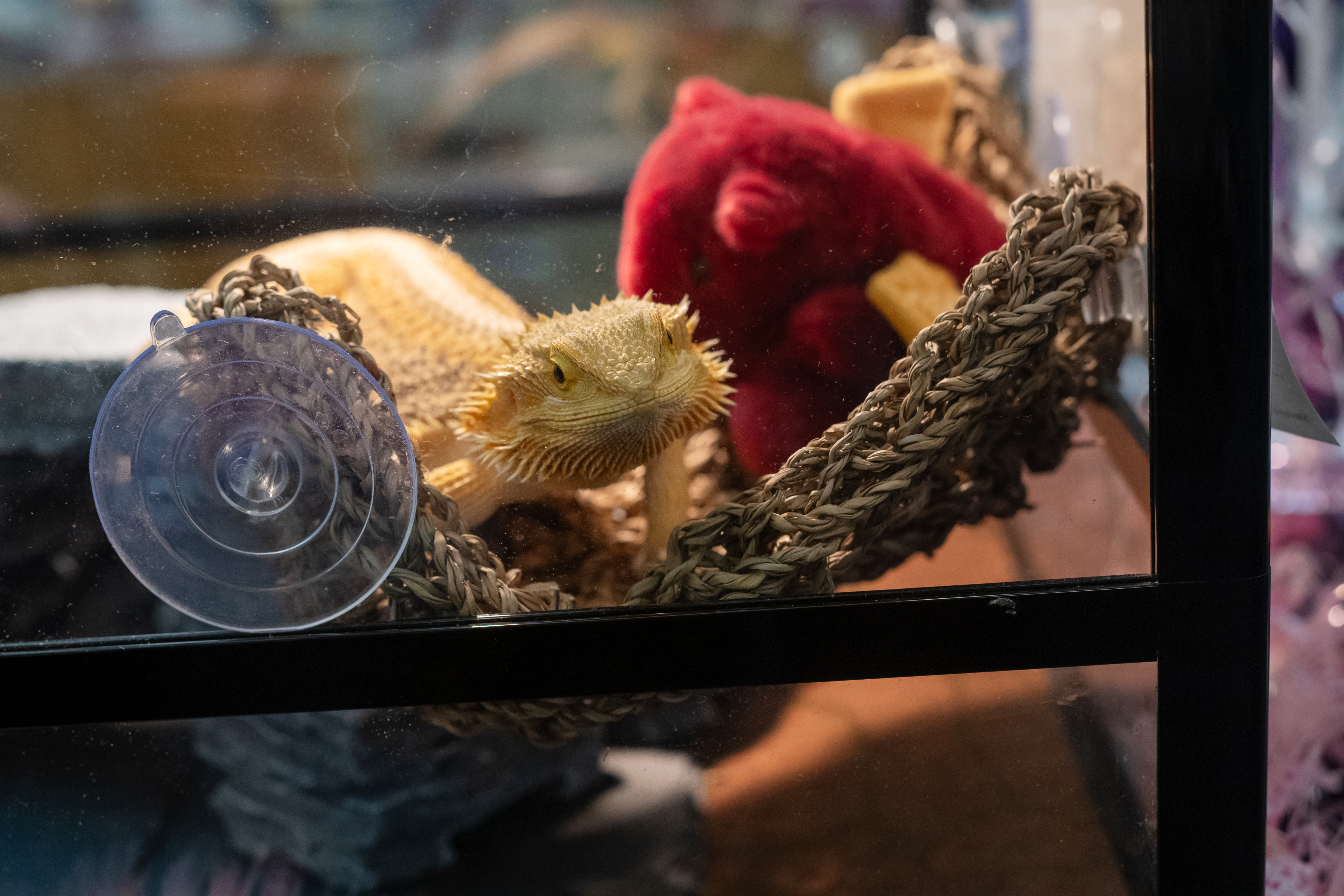 A bearded dragon in it's glass enclosure