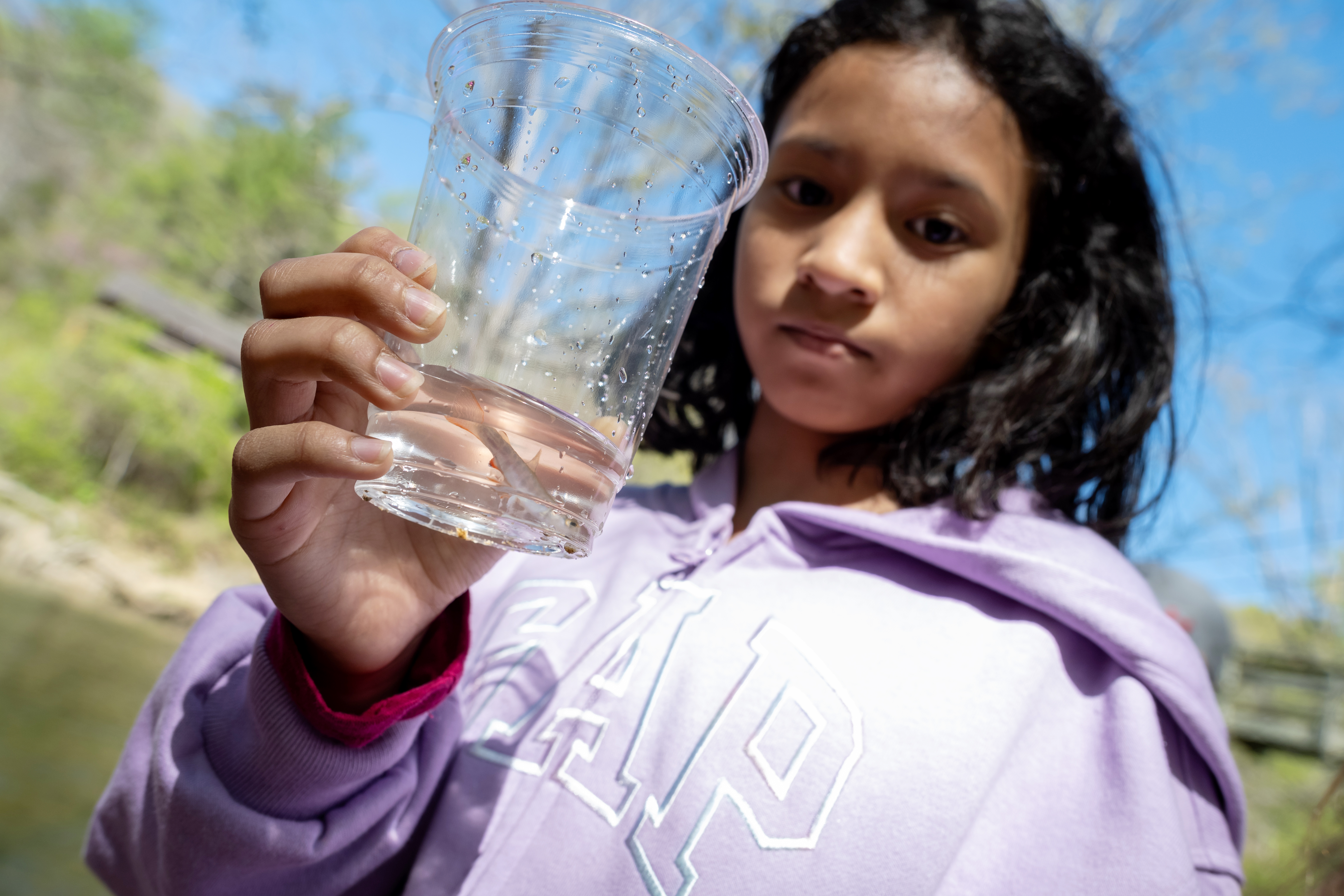 A student holds up a cup containing a fry. The fish, about two inches long, swims toward the bottom of the cup.