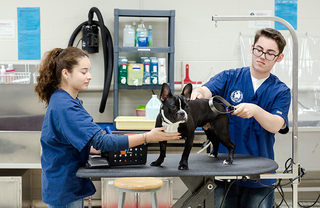 two vet students grooming a dog